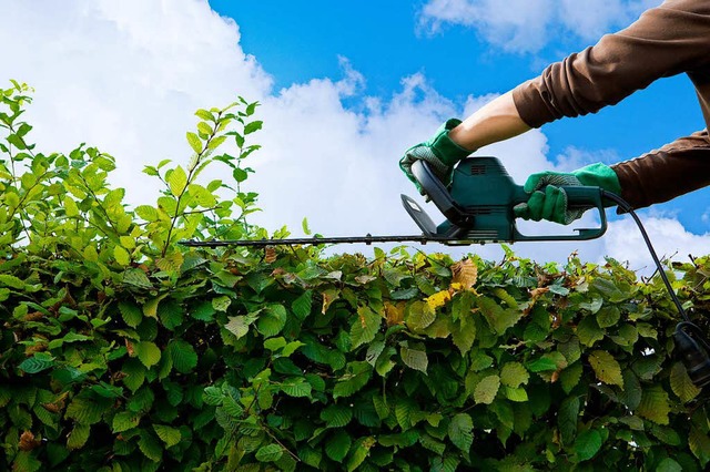 Eine Hecke an einer Grundstcksgrenze ...Vegetationsperiode berschritten wird.  | Foto: by-studio busse/yankushev