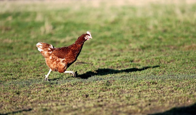 Ein glckliches Huhn   | Foto: DPA