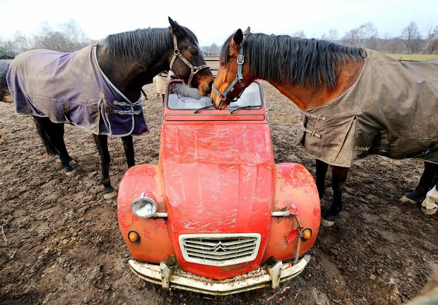 Zwei Pferde standen am Mittwoch pltzl... einem Garten in Brombach (Symbolbild)  | Foto: dpa