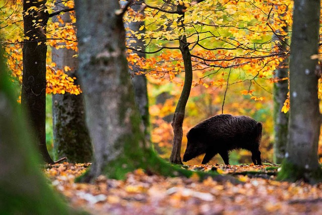 Was hilft gegen die Schweinepest?  | Foto: dpa