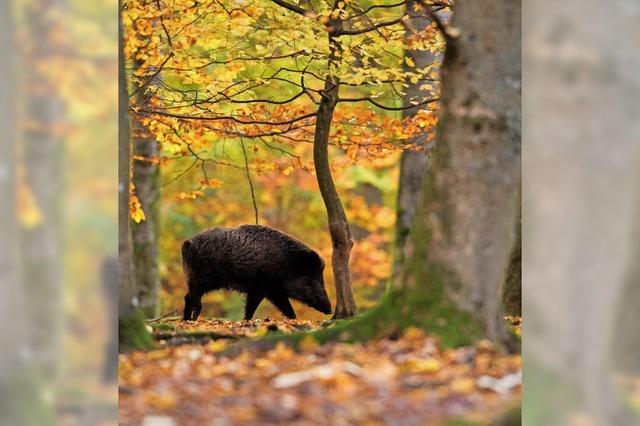 Jger sollen mehr Schweine schieen