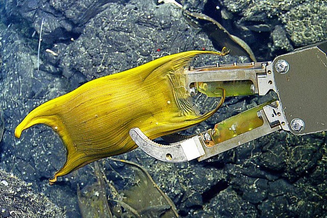 Das Ei eines Galpagos-Rochen bei eine...em kabelgefhrten Unterwasserfahrzeug.  | Foto: dpa