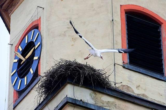 In Freiburg-Tiengen wird ein Storchennest zum Politikum