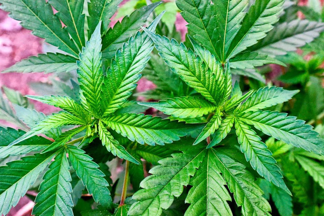 Cannabis &#8211; bisher noch illegal. ...echen sich für eine Legalisierung aus.  | Foto: dpa