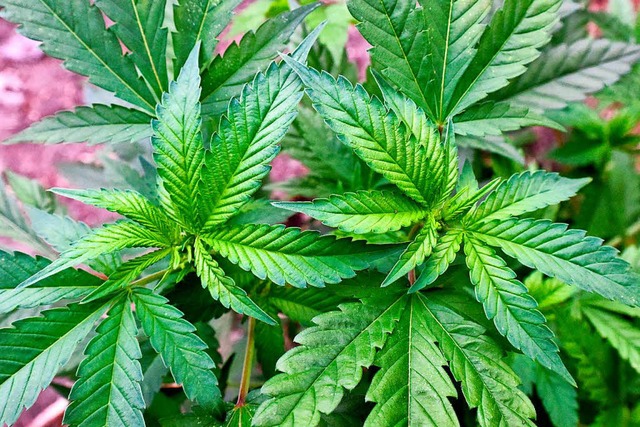 Cannabis &#8211; bisher noch illegal. ...echen sich fr eine Legalisierung aus.  | Foto: dpa