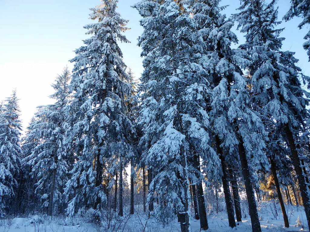 Klirrende Klte, blauer Himmel und Sonnenschein: So zeigt sich der Hochschwarzwald zum Ende der nrrischen Tage.