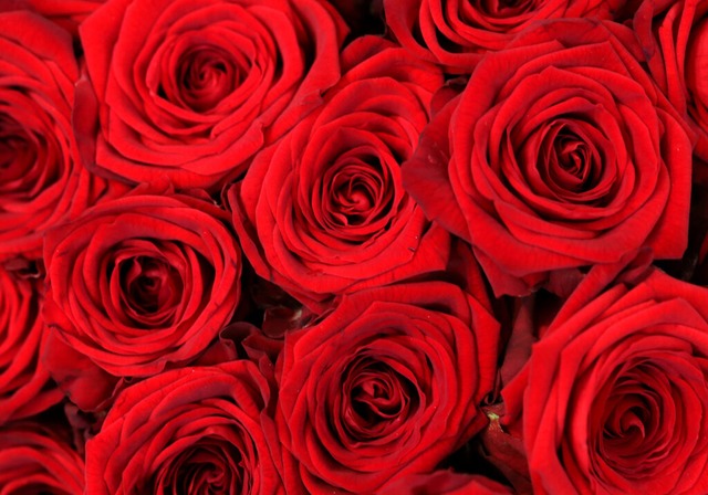 Klassiker zum Valentinstag: rote Rosen  | Foto: dpa