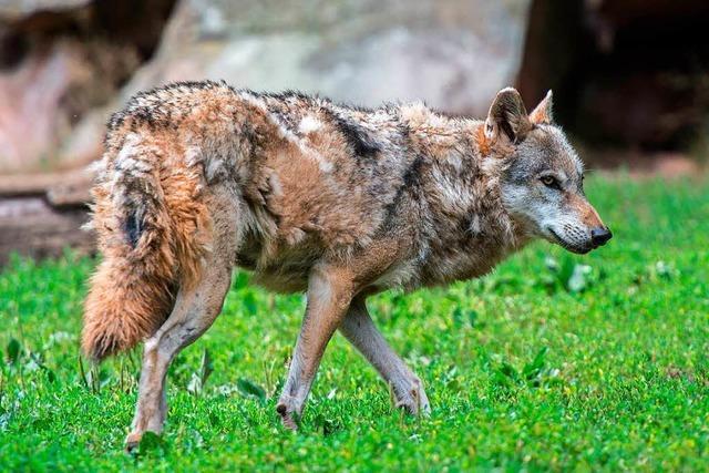 Erschossener Schluchsee-Wolf: Nabu fordert Soko für Umweltkriminalität