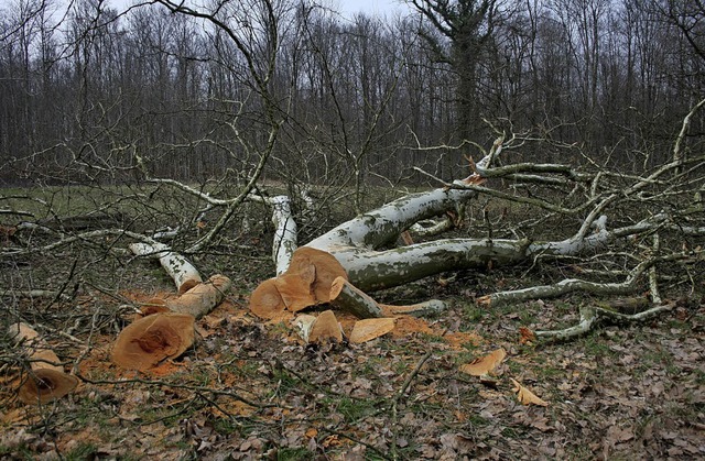 Die kniglichen Platanen sind gefllt.   | Foto: Martin Frenk