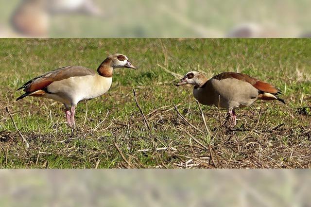 Tierischer Besuch aus Afrika