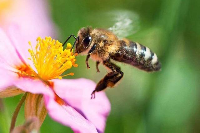 Bienenkundler: Interesse an der Biene steigt seit zehn Jahren an