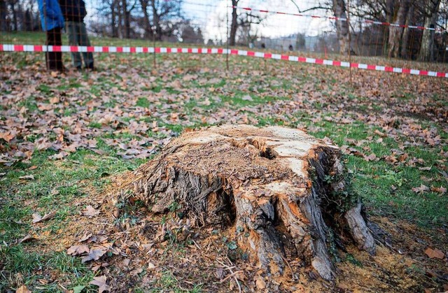 In diesem Baumstumpf hat die Bahn bei ...Flgeldecken von Rosenkfern gefunden.  | Foto: dpa