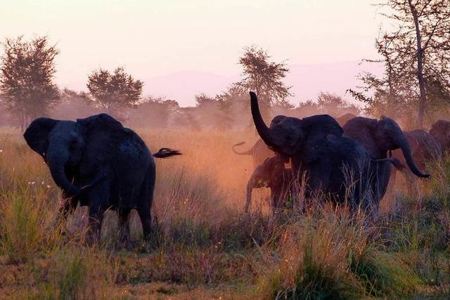 Die Elefanten in Sdafrikas Reservaten vermehren sich so gut, dass ihre Zahl zum Problem wird