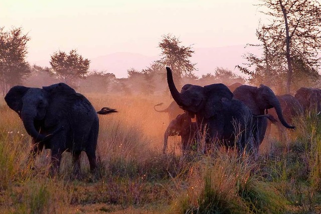 m Gorongosa-Nationalpark (Mosambik) leben nun auch sdafrikanische Elefanten.  | Foto: Florian Sanktjohanser