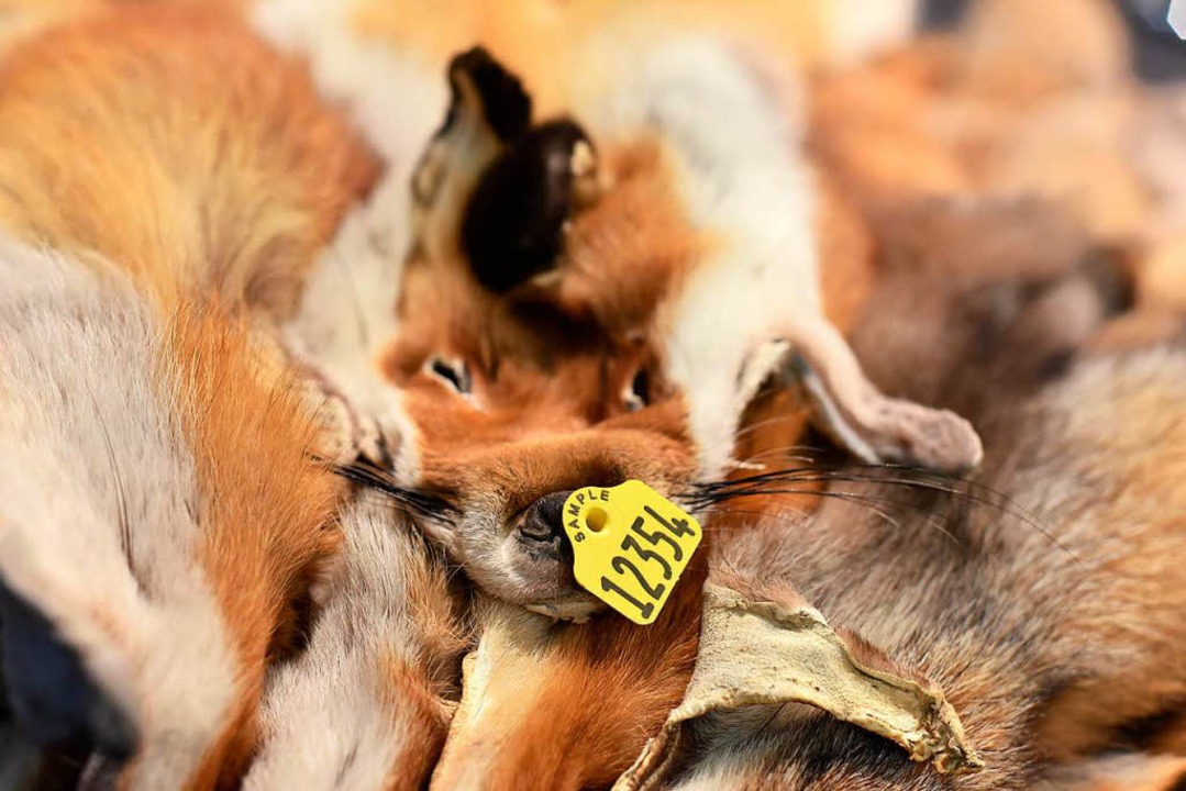 Ein Stapel Fuchsfelle, die verwertet werden sollen.  | Foto: Fellwechsel GmbH