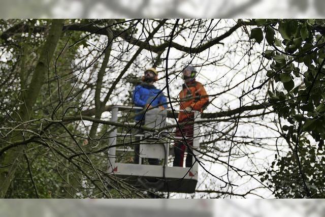 Am Rheinunferweg in Grenzach-Wyhlen werden Robinien gefllt