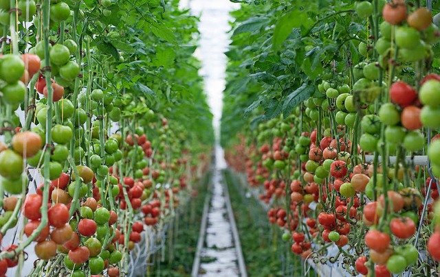 Jhrlich 5000 bis 6000 Tonnen Tomaten ...h die Herrscherfamilie beteiligt ist.   | Foto: dpa