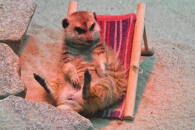 Erdmnnchen im Liegestuhl - Karlsruher Kult-Zootier ist gestorben