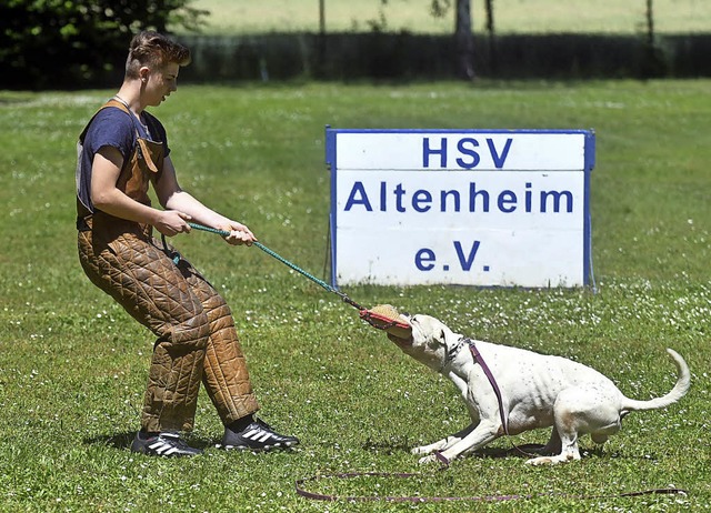Beim Jubilum  wurde den Besuchern vor...s Schutzhund die Prfung zu bestehen.   | Foto: Wolfgang Knstle