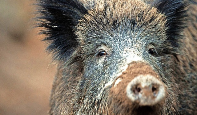 Jger sollen  Wildschweine  verstrkt ...n, um der  Schweinepest zuvorzukommen.  | Foto: lino mirgeler (dpa)