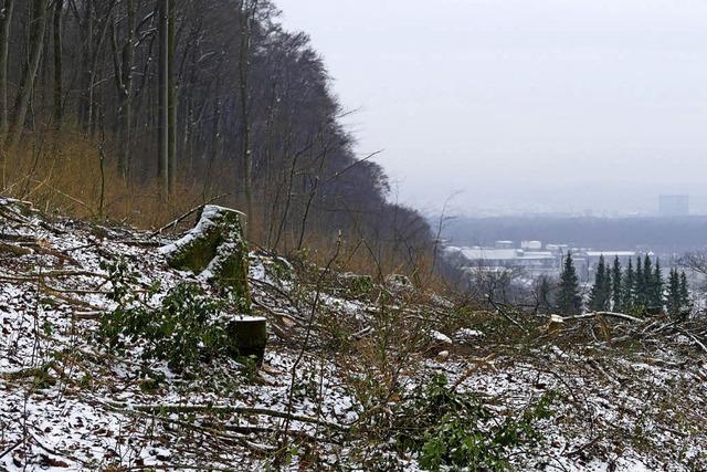 Dem natrlichen Wald eine Chance geben