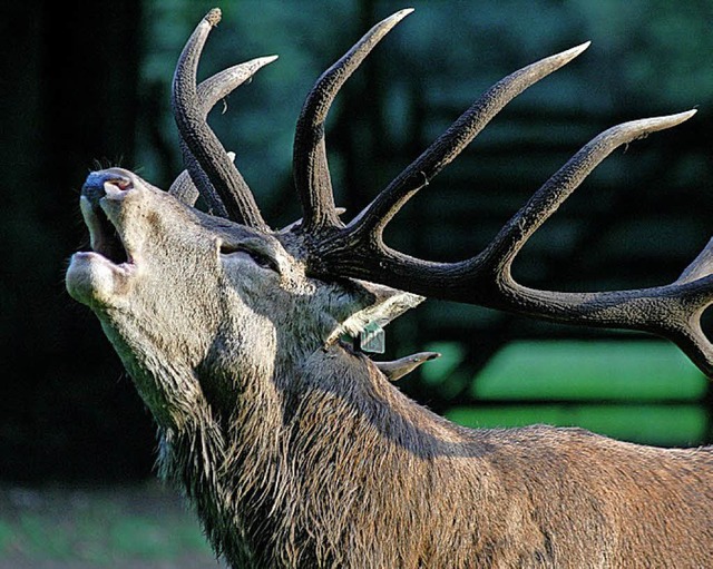 Der Hirsch braucht Ruhe.   | Foto: dpa