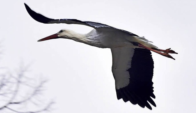 Storchendame Olga im eleganten Flug ber dem Schlosspark.   | Foto: Michael Bamberger