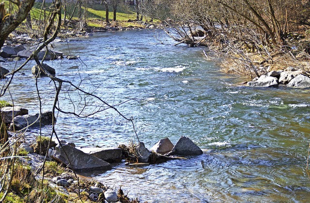 ber 1000 Bachforellen und Lachse hat ...ese und die Kleine Wiese eingesetzt.    | Foto: Edgar Steinfelder