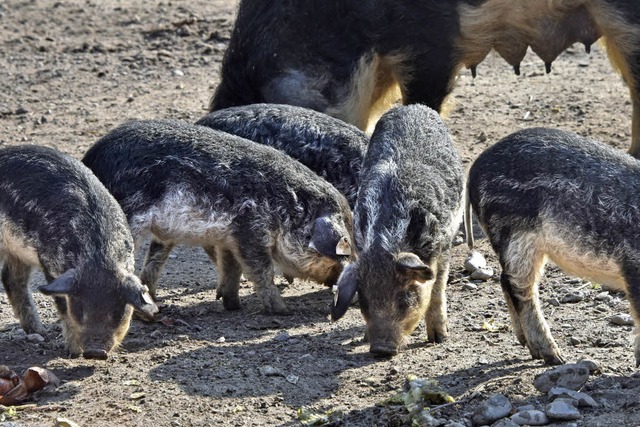 ...und die Wollschweine.  | Foto: Michael Bamberger