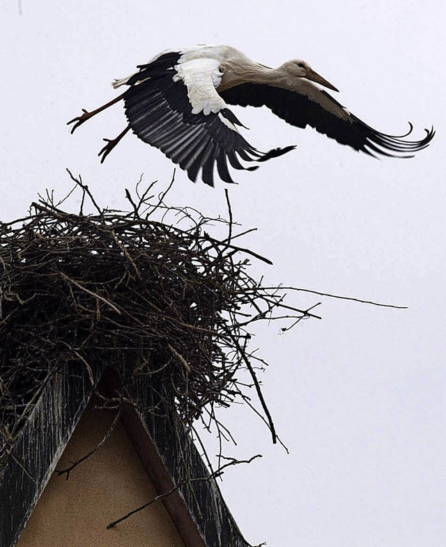 Projekt Nestbau: Weil die Hgelheimer ...den Strchen aber ganz und gar nicht.   | Foto: volker Mnch