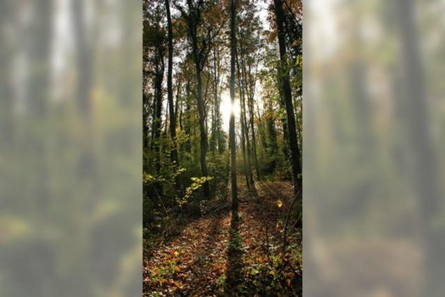 Sasbach legt Wert auf Erls aus Wald