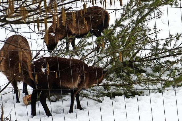 Ende eines Weihnachtsbaums