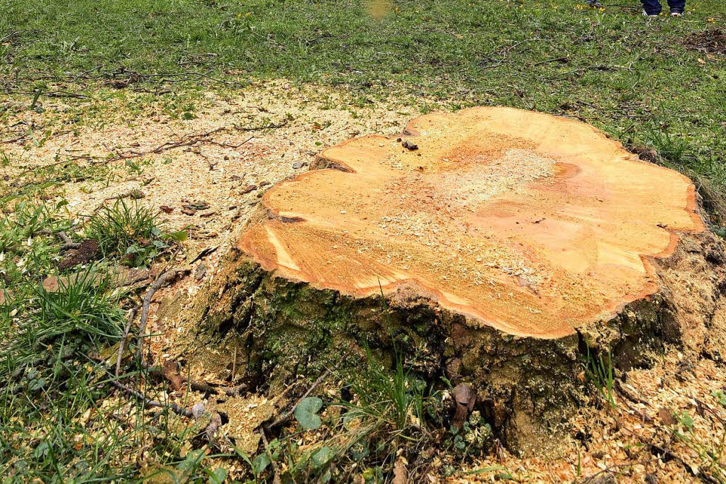 Wann kann man eigentlich einen Baum verpflanzen statt fällen