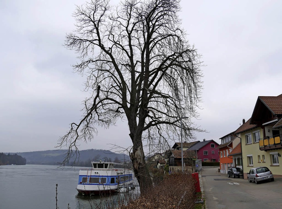 Rosskastanie wird gefällt - Bad Säckingen - Badische Zeitung