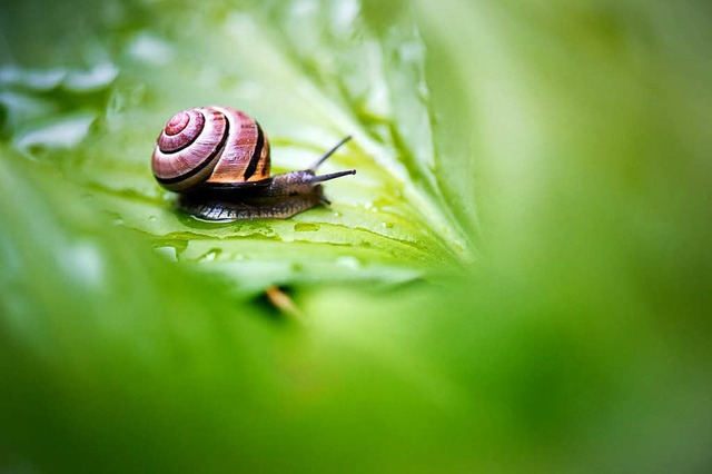 Eine Schnecke (Gastropoda) kriecht ber ein nasses Blatt in einem Garten  | Foto: dpa
