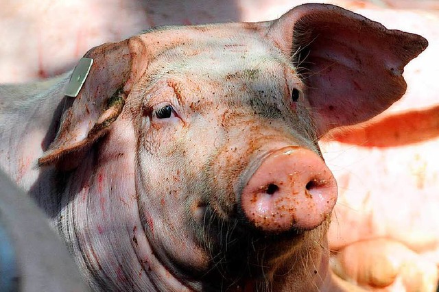Tierschtzer brachen in einen Stall ei...chte hielten dies fr gerechtfertigt.   | Foto: DPA
