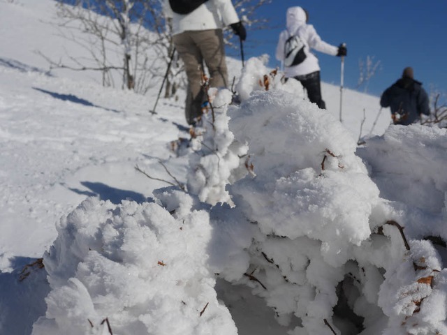 Schneeschuhwandern im Naturschutzgebiet Feldberg  | Foto: Jannik Jrgens