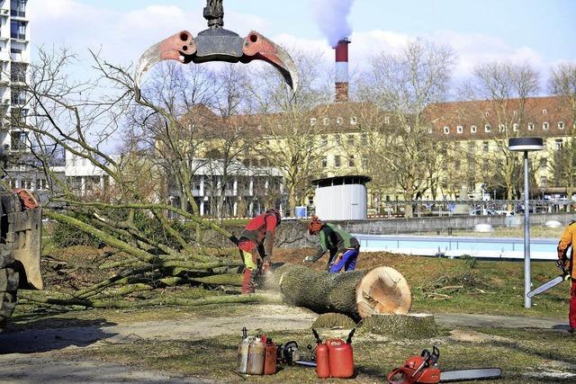 Baumfllung auf dem Klinikgelnde