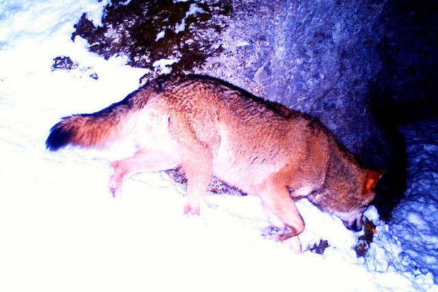 Der Wolf wurde  im Oberen Donautal von...eis eines Wolfes in Baden-Wrttemberg.  | Foto: dpa
