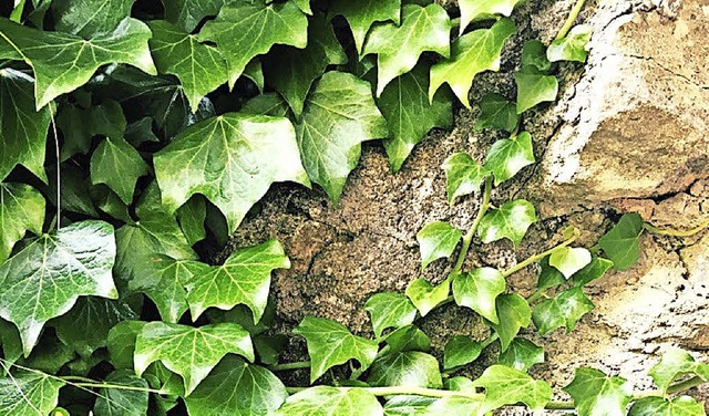 Kahle Hauswnde ohne Fenster mssen knftig nicht mit Efeu bepflanzt werden.   | Foto: Kapa-Reusch