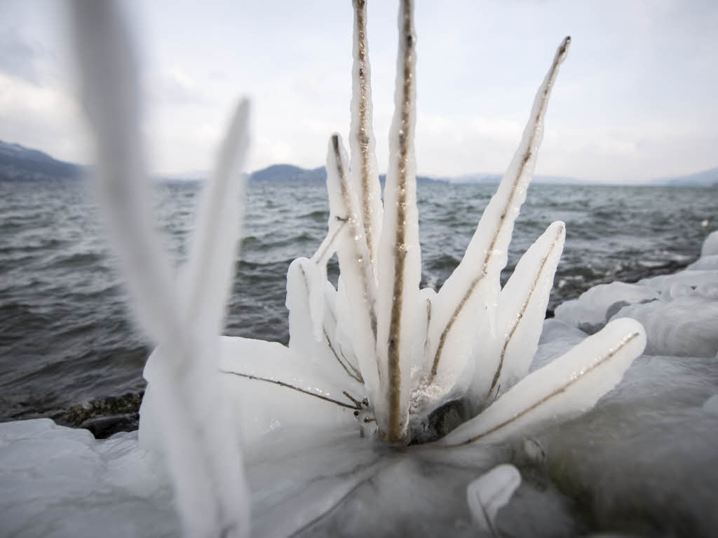 Eis hat die Pflanzen am Ufer des Vierwaldstttersee in der Schweiz berzogen und dabei reizvolle Eisskulpturen geschaffen.
