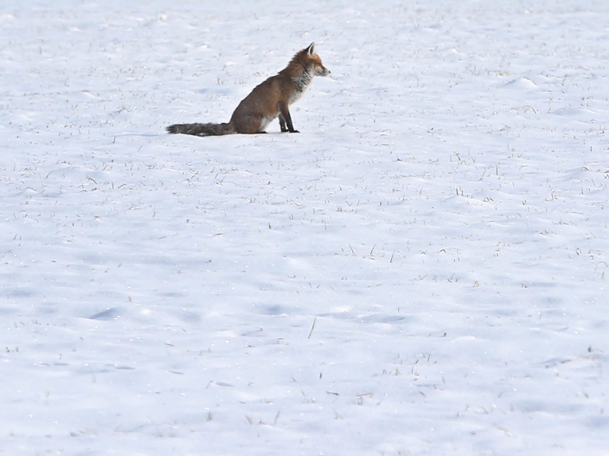 Ein Fuchs hockt auf einer schneebedeckten Wiese in Bayern.