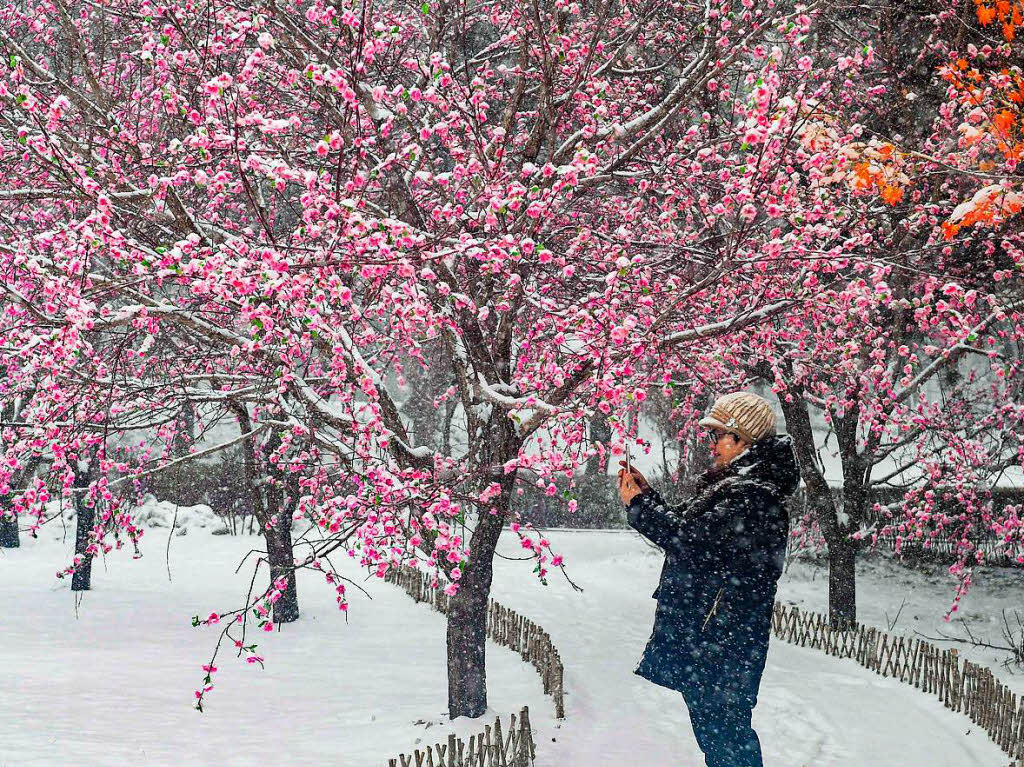 Verschneite Pflaumenblten in China