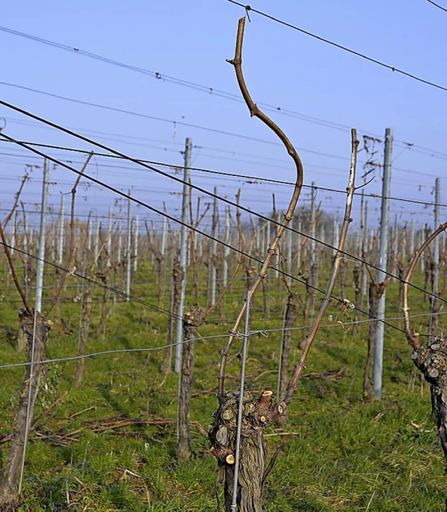 Der Rebschnitt momentan ist die erste Arbeit des Winzers im Jahreskalender.   | Foto: Rderer