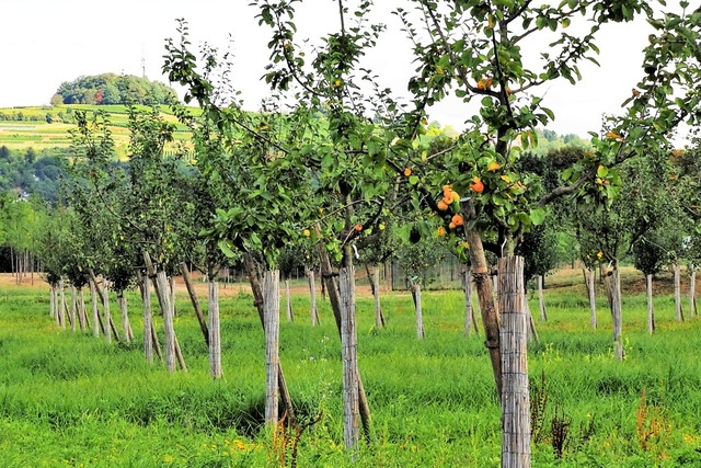 Die angelegte Streuobstwiese in Lahr ist bereits ein voller Erfolg.  | Foto: LGS Lahr 2018 GmbH/Fotograf Markus Weiler