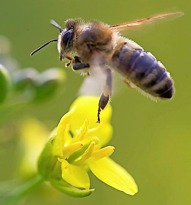 Glyphosat schadet unter anderem  den Bienen.   | Foto: dpa