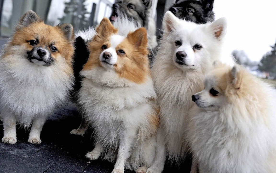 Hunde Und Katzen Messe In Der Oberrheinhalle Kultur