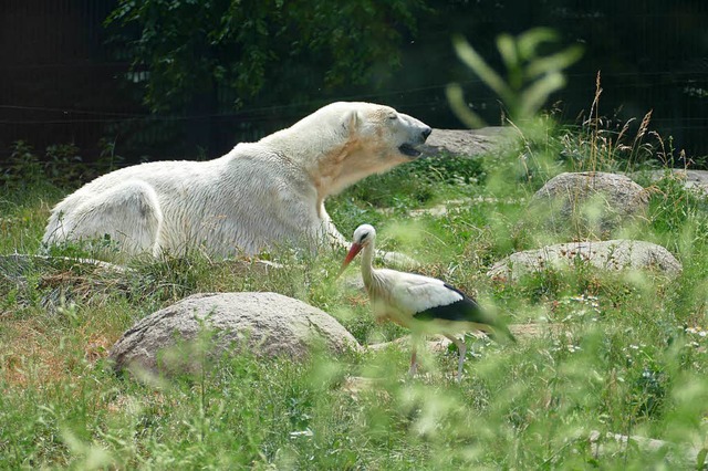 Zoo Mulhouse: Fauler Eisbr auf der Wiese  | Foto: Silke Kohlmann