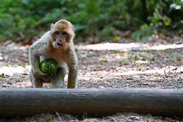 Am Affenberg in Kintzheim fressen die Affen den Besuchern aus der Hand