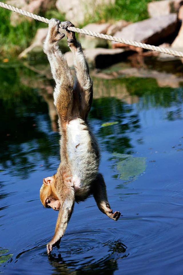 Die Berberaffen haben den Montagne des Singes fr sich erobert.   | Foto: Sylvain Cordier